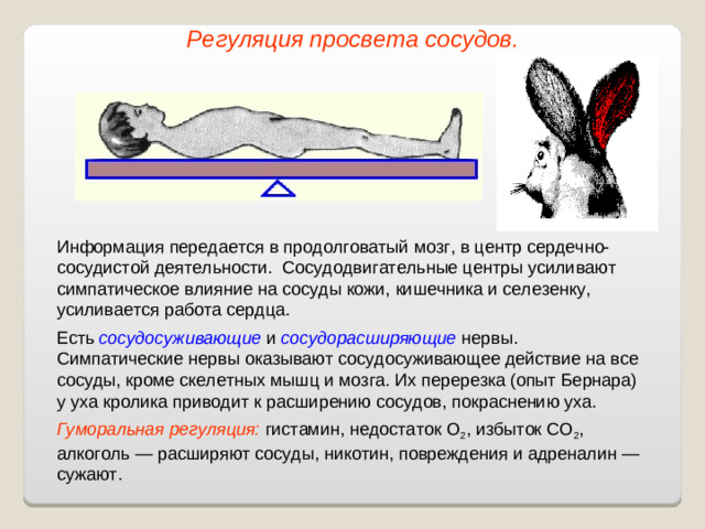 Регуляция просвета сосудов. Информация передается в продолговатый мозг, в центр сердечно-сосудистой деятельности. Сосудодвигательные центры усиливают симпатическое влияние на сосуды кожи, кишечника и селезенку, усиливается работа сердца. Есть сосудосуживающие и сосудорасширяющие нервы. Симпатические нервы оказывают сосудосуживающее действие на все сосуды, кроме скелетных мышц и мозга. Их перерезка (опыт Бернара) у уха кролика приводит к расширению сосудов, покраснению уха. Гуморальная регуляция: гистамин, недостаток О 2 , избыток СО 2 , алкоголь — расширяют сосуды, никотин, повреждения и адреналин — сужают.