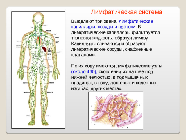 Лимфатическая система Выделяют три звена: лимфатические капилляры, сосуды и протоки. В лимфатические капилляры фильтруется тканевая жидкость, образуя лимфу. Капилляры сливаются и образуют лимфатические сосуды, снабженные клапанами. По их ходу имеются лимфатические узлы (около 460), скопления их на шее под нижней челюстью, в подмышечных впадинах, в паху, локтевых и коленных изгибах, других местах.