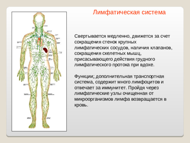 Лимфатическая система Свертывается медленно, движется за счет сокращения стенок крупных лимфатических сосудов, наличия клапанов, сокращения скелетных мышц, присасывающего действия грудного лимфатического протока при вдохе. Функции : дополнительная транспортная система, содержит много лимфоцитов и отвечает за иммунитет. Пройдя через лимфатические узлы очищенная от микроорганизмов лимфа возвращается в кровь.