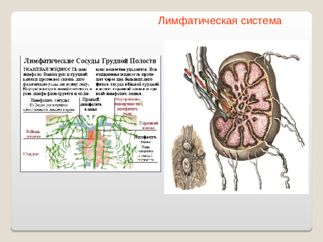 Лимфатическая система