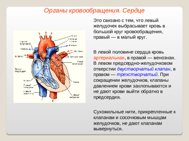 Органы кровообращения. Сердце Это связано с тем, что левый желудочек выбрасывает кровь в большой круг кровообращения, правый — в малый круг. В левой половине сердца кровь артериальная , в правой — венозная. В левом предсердно-желудочковом отверстии двустворчатый клапан , в правом — трехстворчатый . При сокращении желудочков, клапаны давлением крови захлопываются и не дают крови выйти обратно в предсердия. Сухожильные нити, прикрепленные к клапанам и сосочковым мышцам желудочков, не дают клапанам вывернуться.