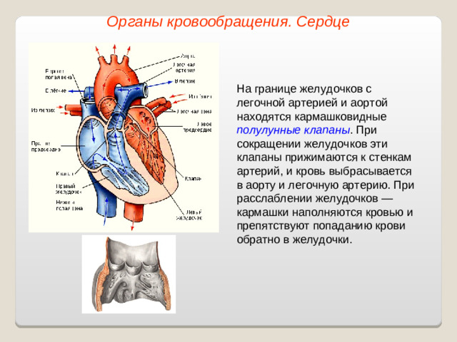 Органы кровообращения. Сердце На границе желудочков с легочной артерией и аортой находятся кармашковидные полулунные клапаны . При сокращении желудочков эти клапаны прижимаются к стенкам артерий, и кровь выбрасывается в аорту и легочную артерию. При расслаблении желудочков — кармашки наполняются кровью и препятствуют попаданию крови обратно в желудочки.