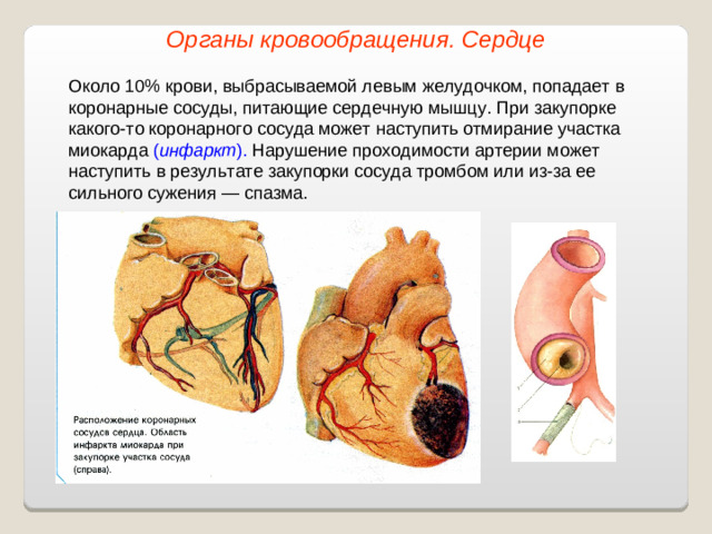 Органы кровообращения. Сердце Около 10% крови, выбрасываемой левым желудочком, попадает в коронарные сосуды, питающие сердечную мышцу. При закупорке какого-то коронарного сосуда может наступить отмирание участка миокарда ( инфаркт ). Нарушение проходимости артерии может наступить в результате закупорки сосуда тромбом или из-за ее сильного сужения — спазма.