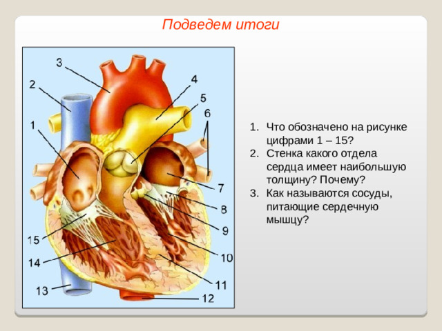 Подведем итоги Что обозначено на рисунке цифрами 1 – 15? Стенка какого отдела сердца имеет наибольшую толщину?  Почему? Как называются сосуды, питающие сердечную мышцу?