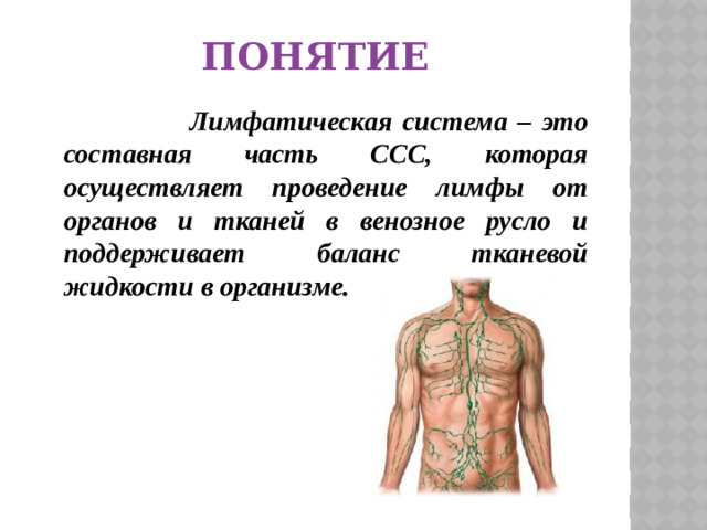 понятие  Лимфатическая система – это составная часть ССС, которая осуществляет проведение лимфы от органов и тканей в венозное русло и поддерживает баланс тканевой жидкости в организме.