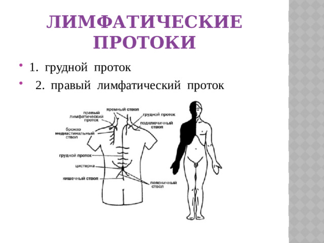 Лимфатические протоки