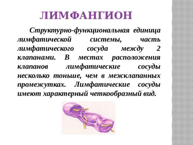 лимфангион  Структурно-функциональная единица лимфатической системы, часть лимфатического сосуда между 2 клапанами. В местах расположения клапанов лимфатические сосуды несколько тоньше, чем в межклапанных промежутках. Лимфатические сосуды имеют характерный четкообразный вид.