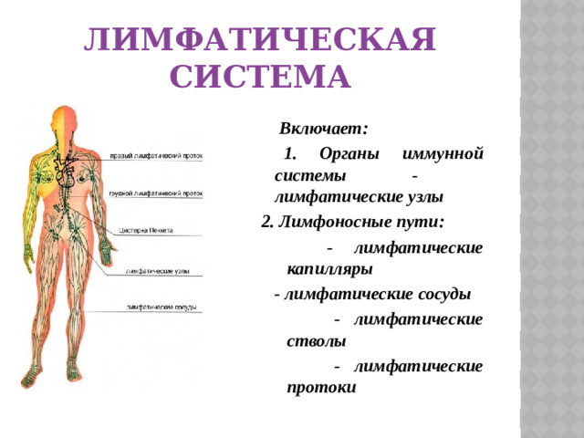 Лимфатическая система  Включает:  1. Органы иммунной системы - лимфатические узлы 2. Лимфоносные пути:  - лимфатические капилляры  - лимфатические сосуды  - лимфатические стволы  - лимфатические протоки