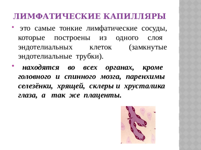 Лимфатические капилляры
