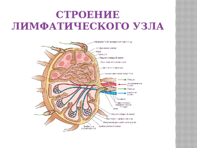 Строение лимфатического узла