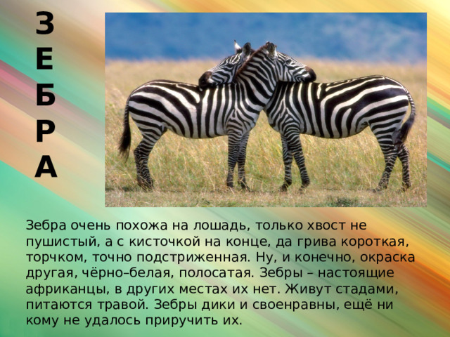 З  Е  Б  Р  А Зебра очень похожа на лошадь, только хвост не пушистый, а с кисточкой на конце, да грива короткая, торчком, точно подстриженная. Ну, и конечно, окраска другая, чёрно–белая, полосатая. Зебры – настоящие африканцы, в других местах их нет. Живут стадами, питаются травой. Зебры дики и своенравны, ещё ни кому не удалось приручить их.