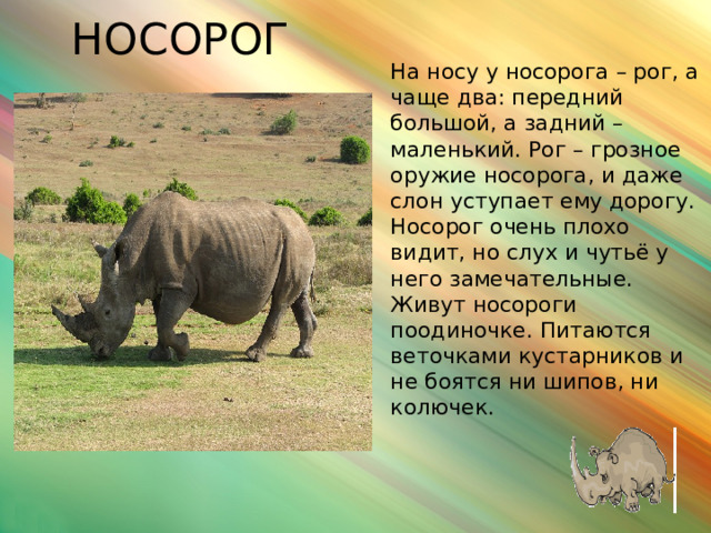 НОСОРОГ На носу у носорога – рог, а чаще два: передний большой, а задний – маленький. Рог – грозное оружие носорога, и даже слон уступает ему дорогу. Носорог очень плохо видит, но слух и чутьё у него замечательные. Живут носороги поодиночке. Питаются веточками кустарников и не боятся ни шипов, ни колючек.