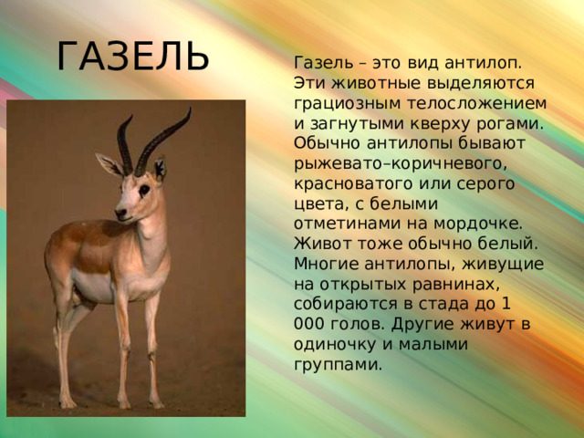 ГАЗЕЛЬ Газель – это вид антилоп. Эти животные выделяются грациозным телосложением и загнутыми кверху рогами. Обычно антилопы бывают рыжевато–коричневого, красноватого или серого цвета, с белыми отметинами на мордочке. Живот тоже обычно белый. Многие антилопы, живущие на открытых равнинах, собираются в стада до 1 000 голов. Другие живут в одиночку и малыми группами.