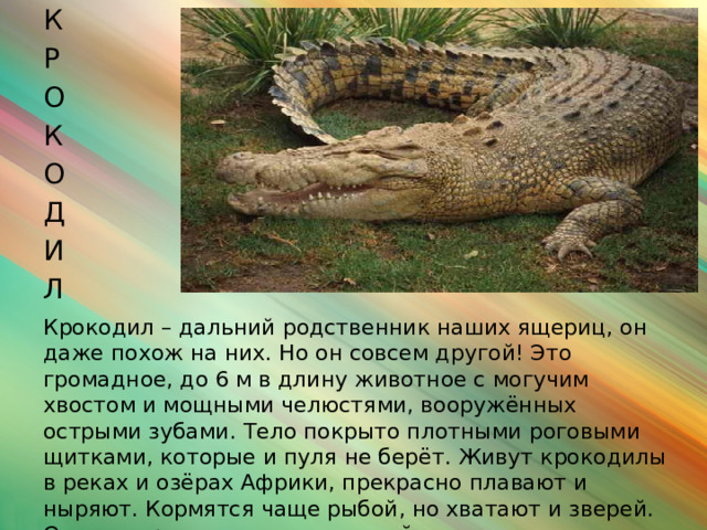 К Р О К О Д И Л  Крокодил – дальний родственник наших ящериц, он даже похож на них. Но он совсем другой! Это громадное, до 6 м в длину животное с могучим хвостом и мощными челюстями, вооружённых острыми зубами. Тело покрыто плотными роговыми щитками, которые и пуля не берёт. Живут крокодилы в реках и озёрах Африки, прекрасно плавают и ныряют. Кормятся чаще рыбой, но хватают и зверей. Опасны крокодилы и для людей.