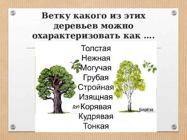 Ветку какого из этих деревьев можно охарактеризовать как ….