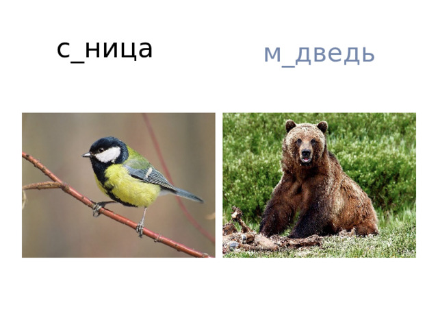 с_ница м_дведь