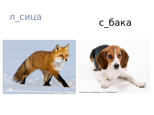 л_сица с_бака