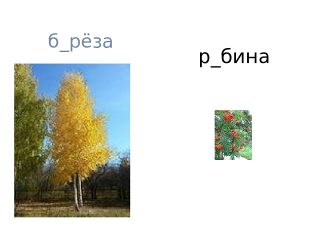 б_рёза р_бина