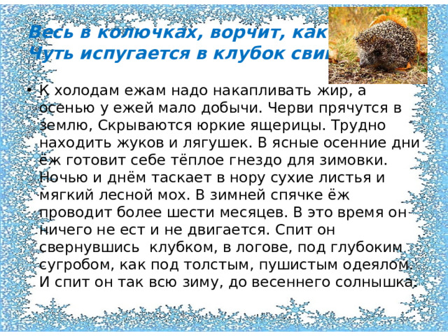 Весь в колючках, ворчит, как злючка,  Чуть испугается в клубок свивается