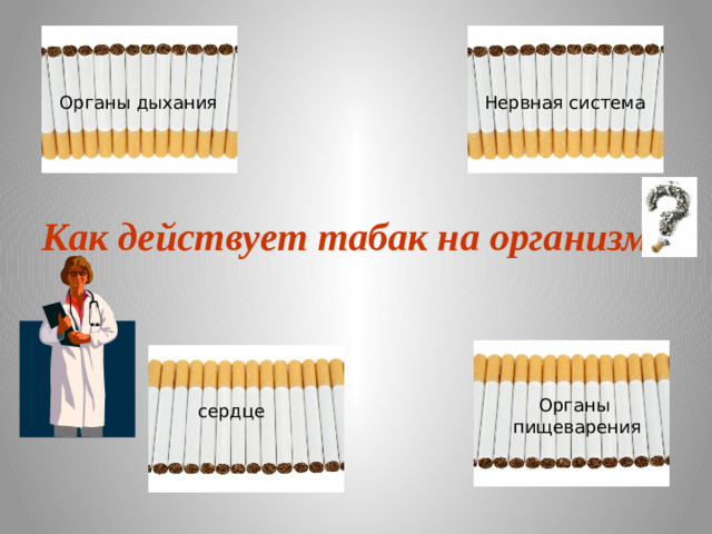 Органы дыхания Нервная система Как действует табак на организм  Органы пищеварения сердце