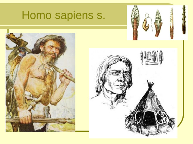 H omo  sapiens  s.