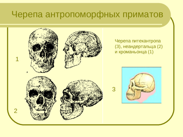 Черепа антропоморфных приматов Черепа питекантропа (3), неандертальца (2) и кроманьонца (1) 1 3 2