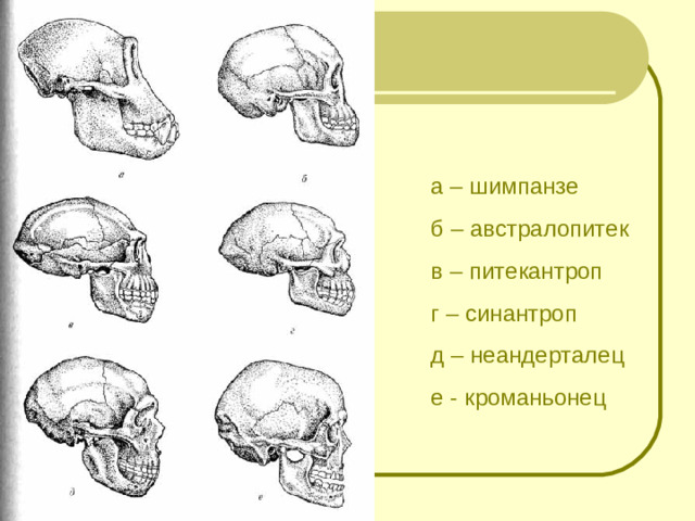 а – шимпанзе б – австралопитек в – питекантроп г – синантроп д – неандерталец е - кроманьонец