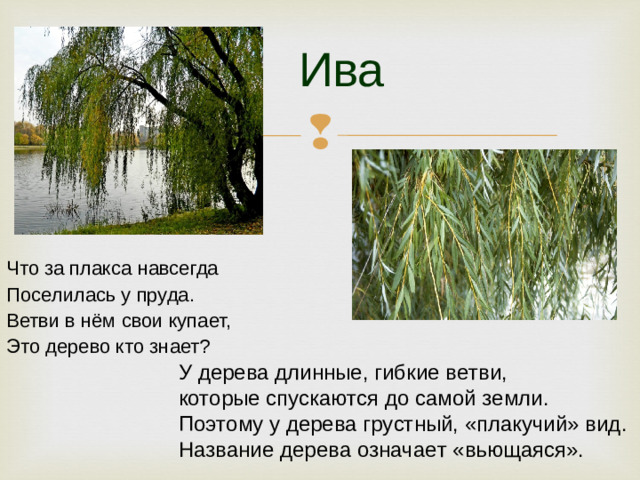 Ива Что за плакса навсегда Поселилась у пруда. Ветви в нём свои купает, Это дерево кто знает?   У дерева длинные, гибкие ветви, которые спускаются до самой земли. Поэтому у дерева грустный, «плакучий» вид. Название дерева означает «вьющаяся».