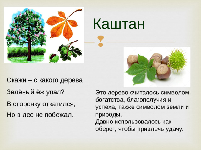 Каштан Скажи – с какого дерева Зелёный ёж упал? В сторонку откатился, Но в лес не побежал.   Это дерево считалось символом богатства, благополучия и успеха, также символом земли и природы. Давно использовалось как оберег, чтобы привлечь удачу.