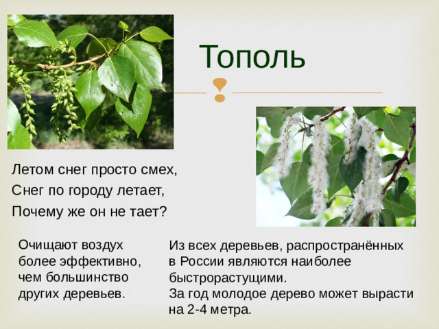 Тополь Летом снег просто смех, Снег по городу летает, Почему же он не тает? Очищают воздух более эффективно, чем большинство других деревьев .  Из всех деревьев, распространённых в России являются наиболее быстрорастущими. За год молодое дерево может вырасти на 2-4 метра.