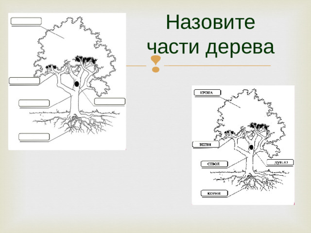 Назовите  части дерева