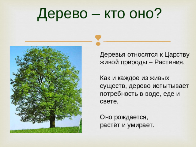 Дерево – кто оно? Деревья относятся к Царству живой природы – Растения. Как и каждое из живых существ, дерево испытывает потребность в воде, еде и свете. Оно рождается, растёт и умирает.