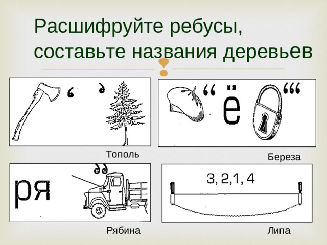 Расшифруйте ребусы, составьте названия деревь ев Тополь Береза Рябина Липа