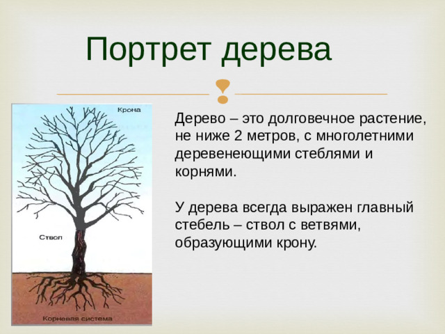 Портрет дерева Дерево – это долговечное растение, не ниже 2 метров, с многолетними деревенеющими стеблями и корнями. У дерева всегда выражен главный стебель – ствол с ветвями, образующими крону.