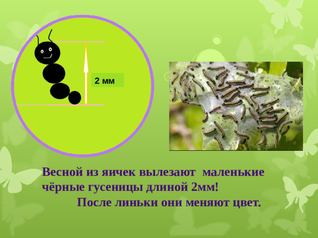 2 мм Весной из яичек вылезают маленькие чёрные гусеницы длиной 2мм! После линьки они меняют цвет.