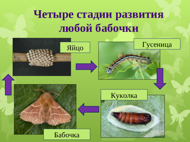 Четыре стадии развития любой бабочки   Гусеница Яйцо Куколка Бабочка