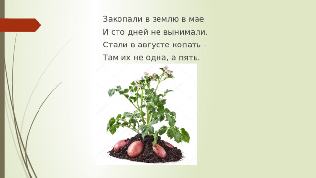 Закопали в землю в мае И сто дней не вынимали. Стали в августе копать – Там их не одна, а пять.