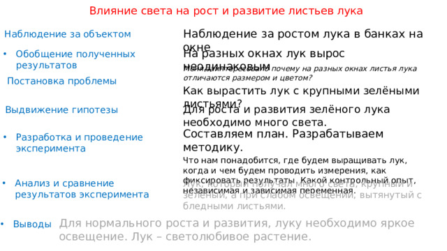 Влияние света на рост и развитие листьев лука Наблюдение за ростом лука в банках на окне Наблюдение за объектом На разных окнах лук вырос неодинаковым Обобщение полученных результатов Меня заинтересовало почему на разных окнах листья лука отличаются размером и цветом? Как вырастить лук с крупными зелёными листьями? Постановка проблемы Для роста и развития зелёного лука необходимо много света. Выдвижение гипотезы Составляем план. Разрабатываем методику. Что нам понадобится, где будем выращивать лук, когда и чем будем проводить измерения, как фиксировать результаты. Какой контрольный опыт, независимая и зависимая переменная. Разработка и проведение эксперимента Анализ и сравнение результатов эксперимента Лук, который получал много света, крупный и зелёный, а при слабом освещении, вытянутый с бледными листьями. Для нормального роста и развития, луку необходимо яркое освещение. Лук – светолюбивое растение.