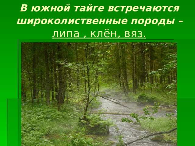 В южной тайге встречаются широколиственные породы –  липа , клён, вяз.