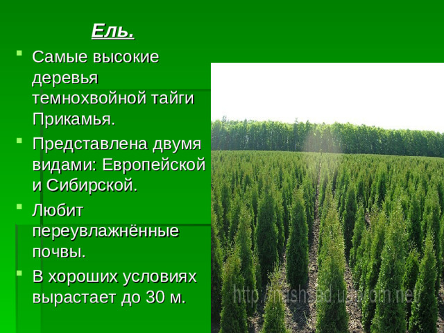 Ель.