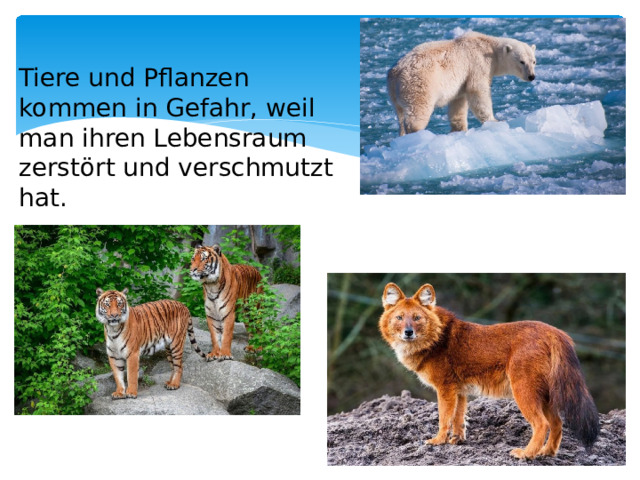 Tiere und Pflanzen kommen in Gefahr, weil man ihren Lebensraum zerstört und verschmutzt hat.