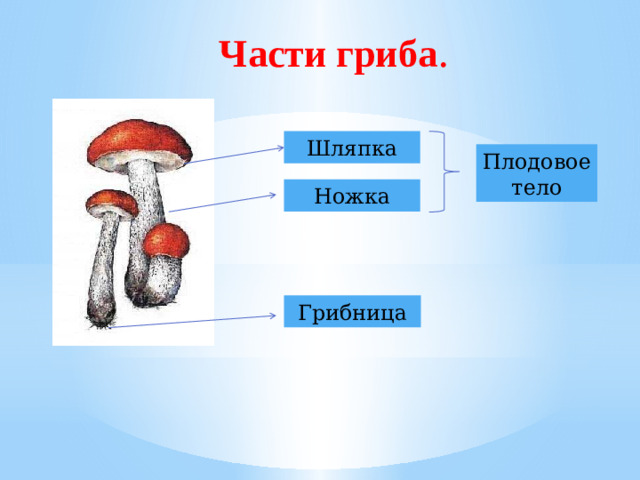 Части гриба . Шляпка Плодовое тело Ножка Грибница