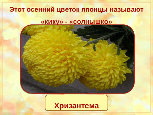 Этот осенний цветок японцы называют «кику» - «солнышко» Цветы дерева сакуры Роза Хризантема Хризантема