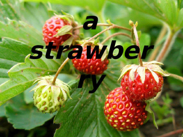 a strawberry