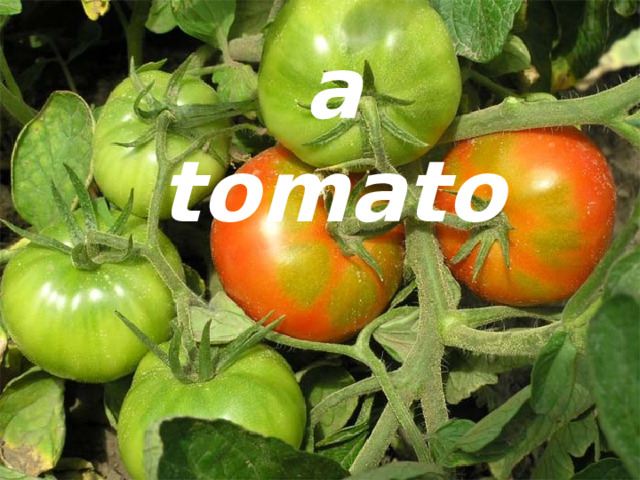 a tomato