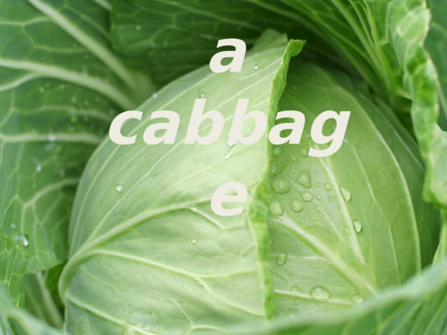 a cabbage