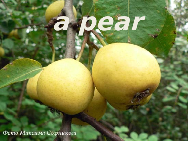 a pear