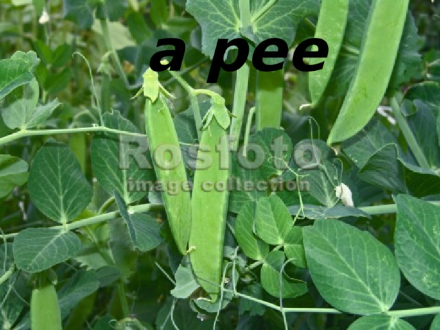 a pee