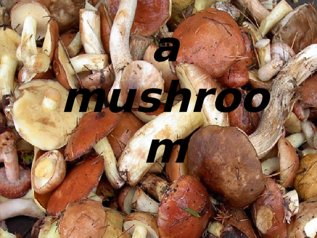 a mushroom