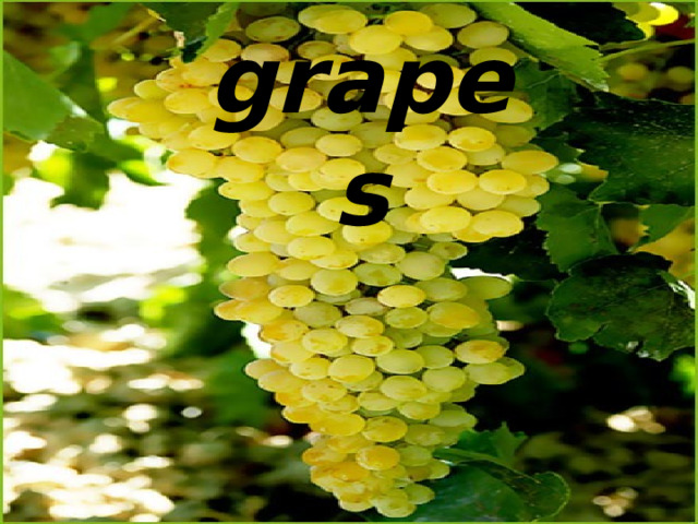 grapes